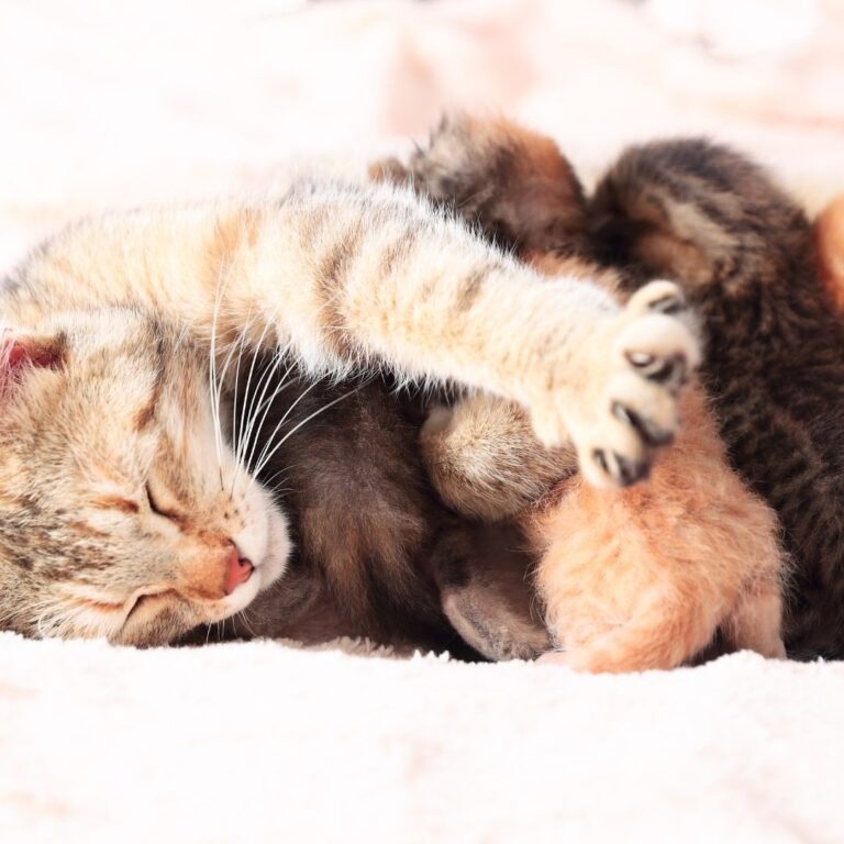 Birthing Kittens